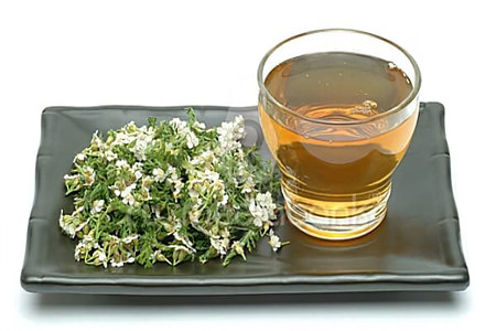 тысячелистник тысячелистник