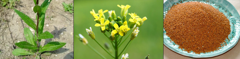 Рыжиковое масло Рыжиковое масло