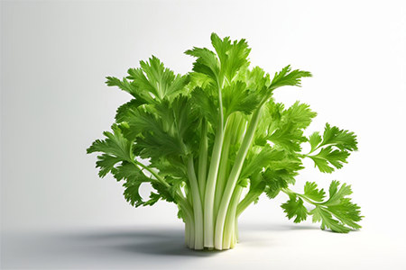 Сельдерей Сельдерей