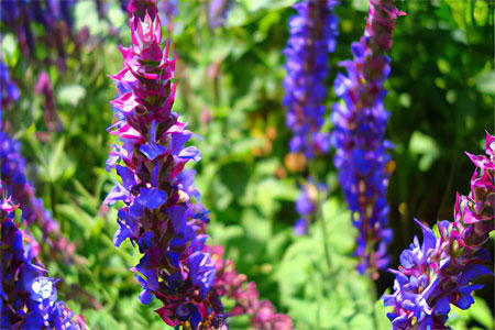 Противопоказания к применению шалфея Противопоказания к применению шалфея