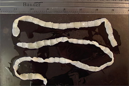 Широкий лентец Широкий лентец