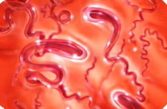 сифилис сифилис