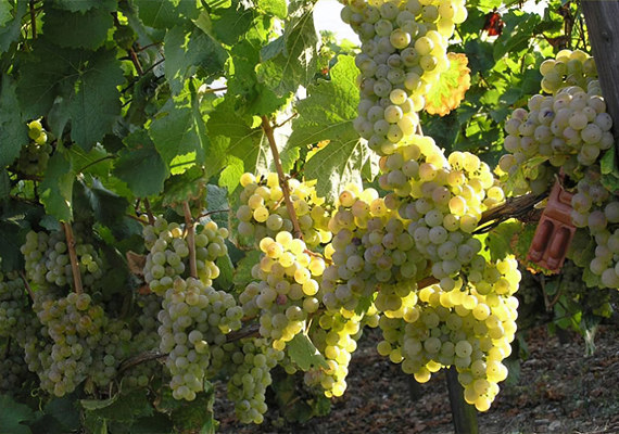 Солярис Солярис