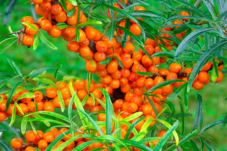 Сорта облепихи Сорта облепихи