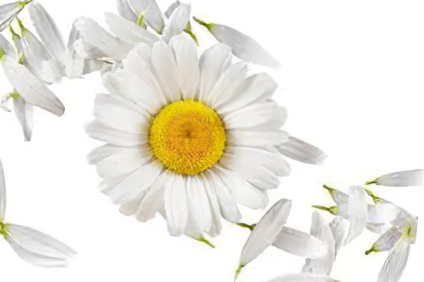 Спринцевание ромашкой Спринцевание ромашкой