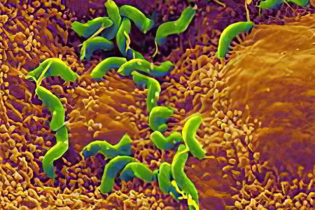 стафилококк стафилококк