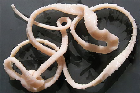 Свиной цепень Свиной цепень