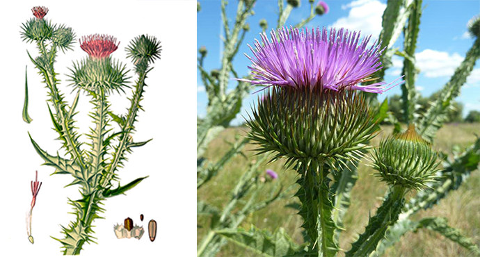 Татарник колючий Татарник колючий