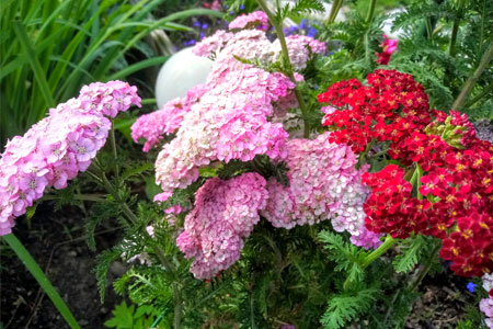 Тысячелистник в саду Тысячелистник в саду