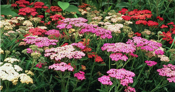 Сорта тысячелистника Сорта тысячелистника