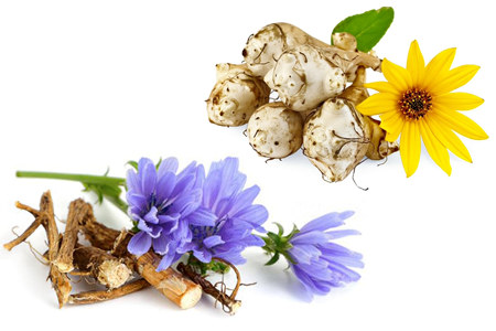 Топинамбур и цикорий Топинамбур и цикорий