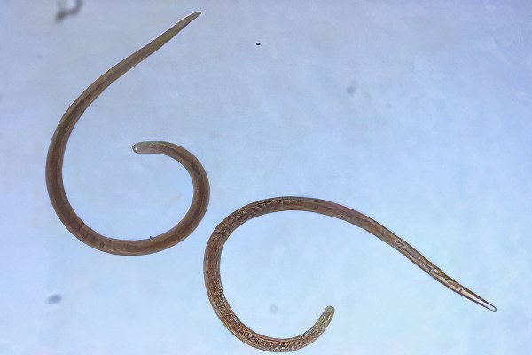 Трихинеллы Трихинеллы