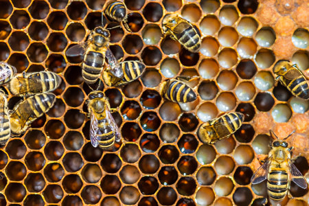 Как его делают Как его делают