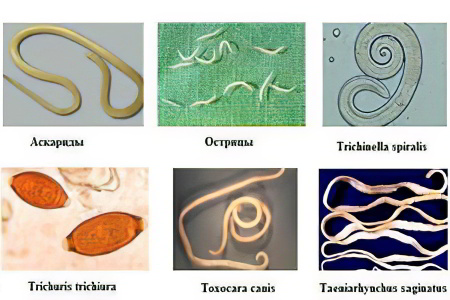 Виды паразитов Виды паразитов