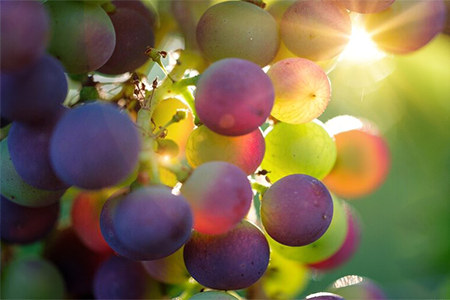 Насыщает организм антиоксидантами Насыщает организм антиоксидантами