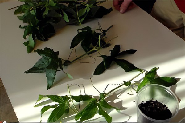 Выращивание маракуйи Выращивание маракуйи