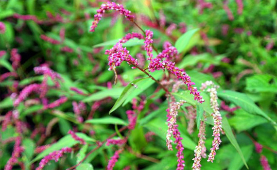 Водяной перец Водяной перец