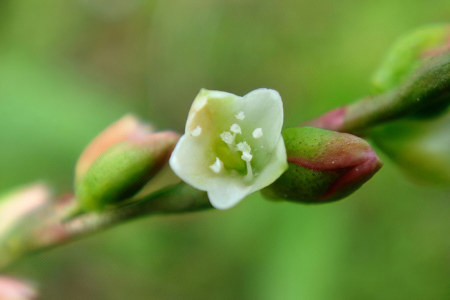 Применение водяного перца в гинекологии Применение водяного перца в гинекологии