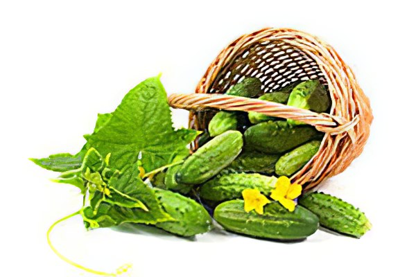 Вред огурцов Вред огурцов