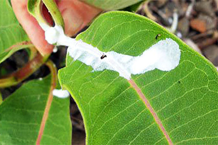 Вред молочая Вред молочая