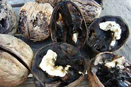 Грибки и вредные бактерии Грибки и вредные бактерии