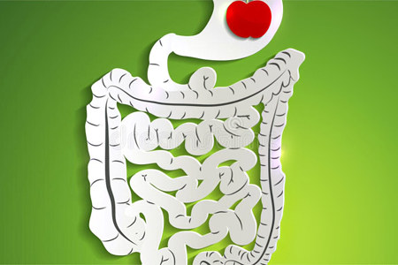 Обладают качествами пребиотиков Обладают качествами пребиотиков