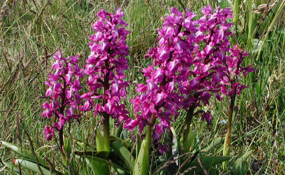 Ятрышник Ятрышник