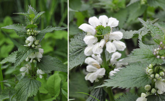 Яснотка белая Яснотка белая