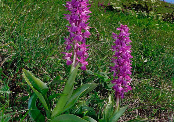 Ятрышник мужской Ятрышник мужской