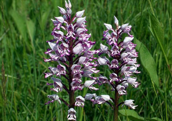 Ятрышник шлемовидный Ятрышник шлемовидный