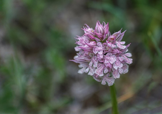 Ятрышник трехзубчатый Ятрышник трехзубчатый