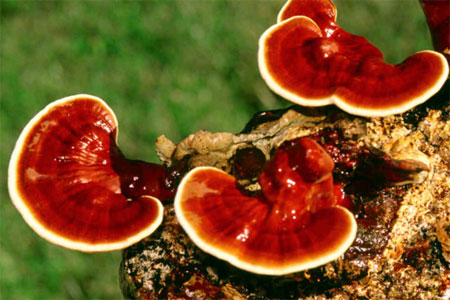 Укрепляет сердце Укрепляет сердце