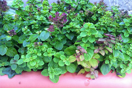 Условия выращивания Условия выращивания