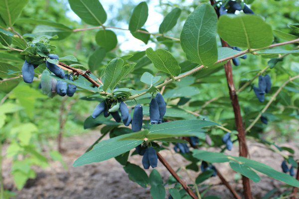 Жимолость «Динго» Жимолость «Динго»