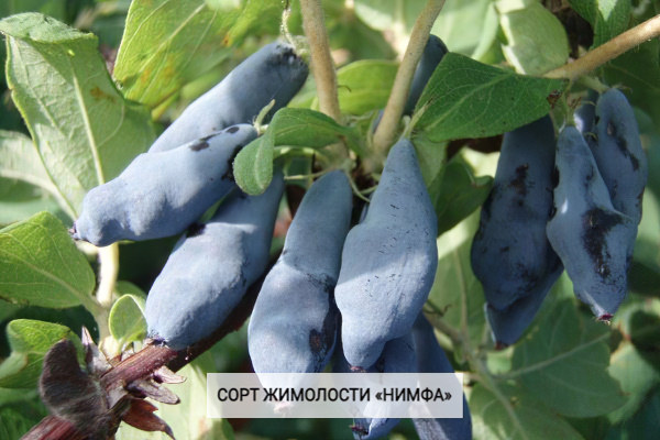 Жимолость «Нимфа» Жимолость «Нимфа»