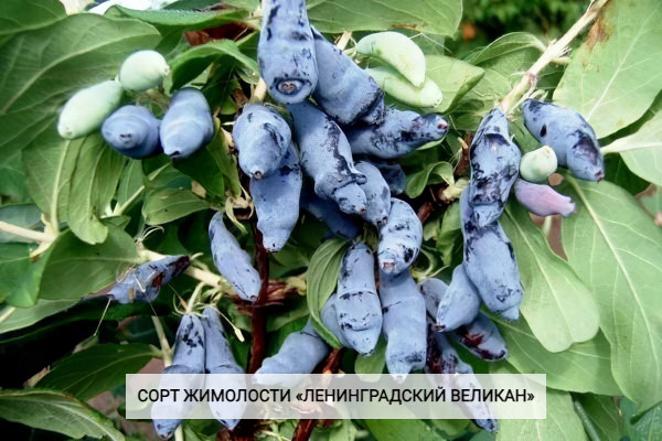 Жимолость «Ленинградский великан» Жимолость «Ленинградский великан»