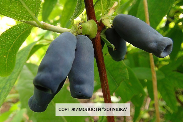 Жимолость «Золушка» Жимолость «Золушка»