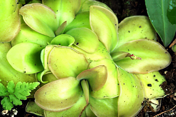 Описание растения жирянки Описание растения жирянки