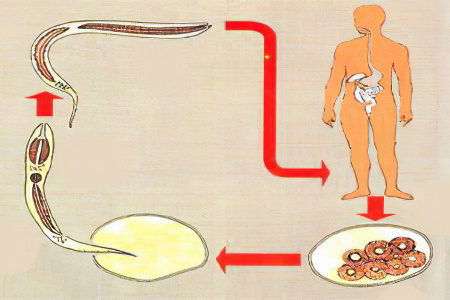 Жизненный цикл анкилостомы Жизненный цикл анкилостомы