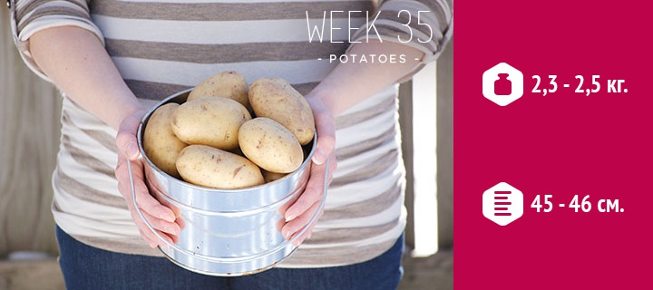 размеры плода на 35 неделе беременности размеры плода на 35 неделе беременности