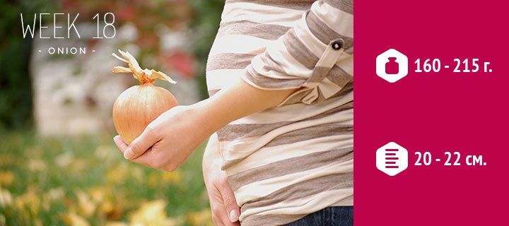 размеры плода на 18 неделе беременности размеры плода на 18 неделе беременности