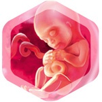 18 неделя беременности 18 неделя беременности