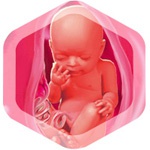 31 неделя беременности 31 неделя беременности