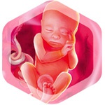 25 неделя беременности 25 неделя беременности