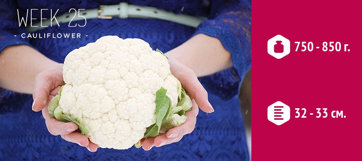 размеры ребенка на 25 неделе беременности размеры ребенка на 25 неделе беременности