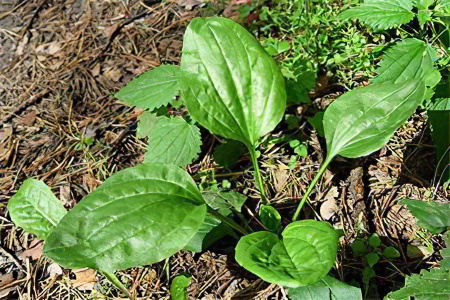 подорожник подорожник