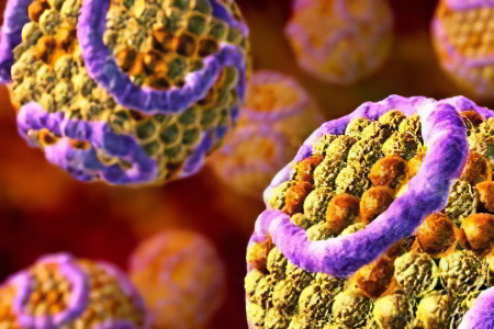 Альбумин в крови Альбумин в крови