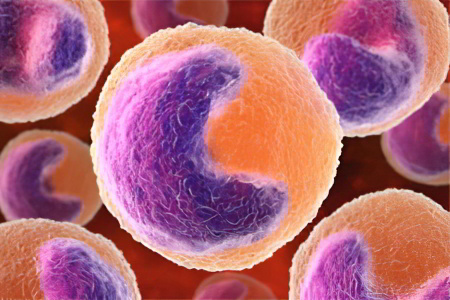 Моноциты Моноциты