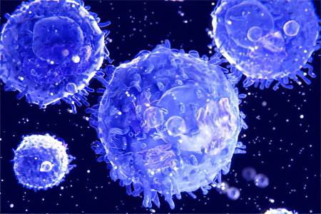 Лимфоциты Лимфоциты