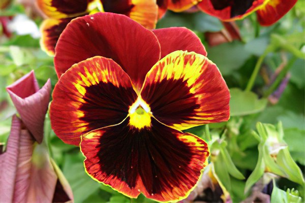 Крупноцветковые сорта Крупноцветковые сорта